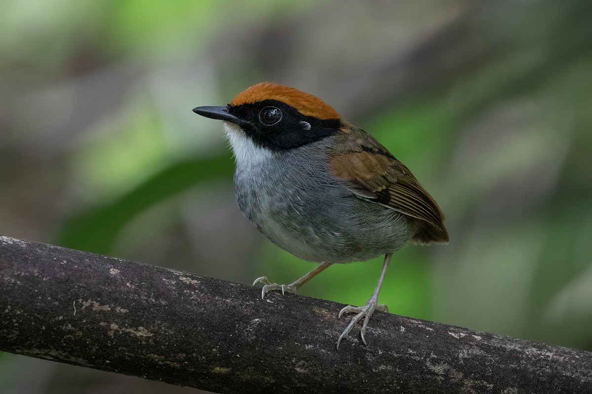 Black-cheeked Gnateater - Alexandre Gualhanone