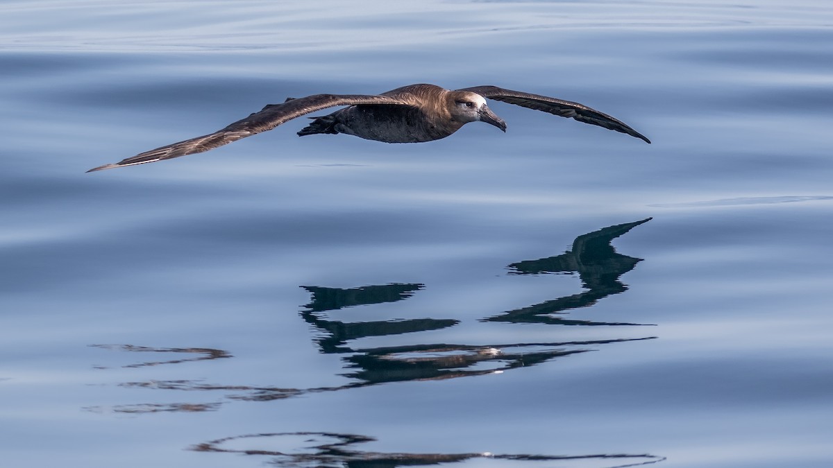 Albatros à pieds noirs - ML170059161