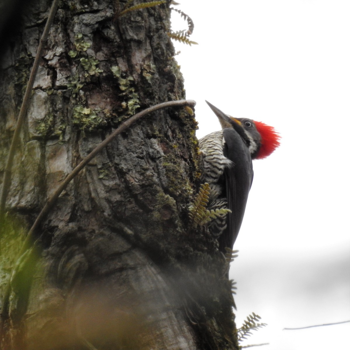 Lineated Woodpecker - Pablo Alejandro Pla