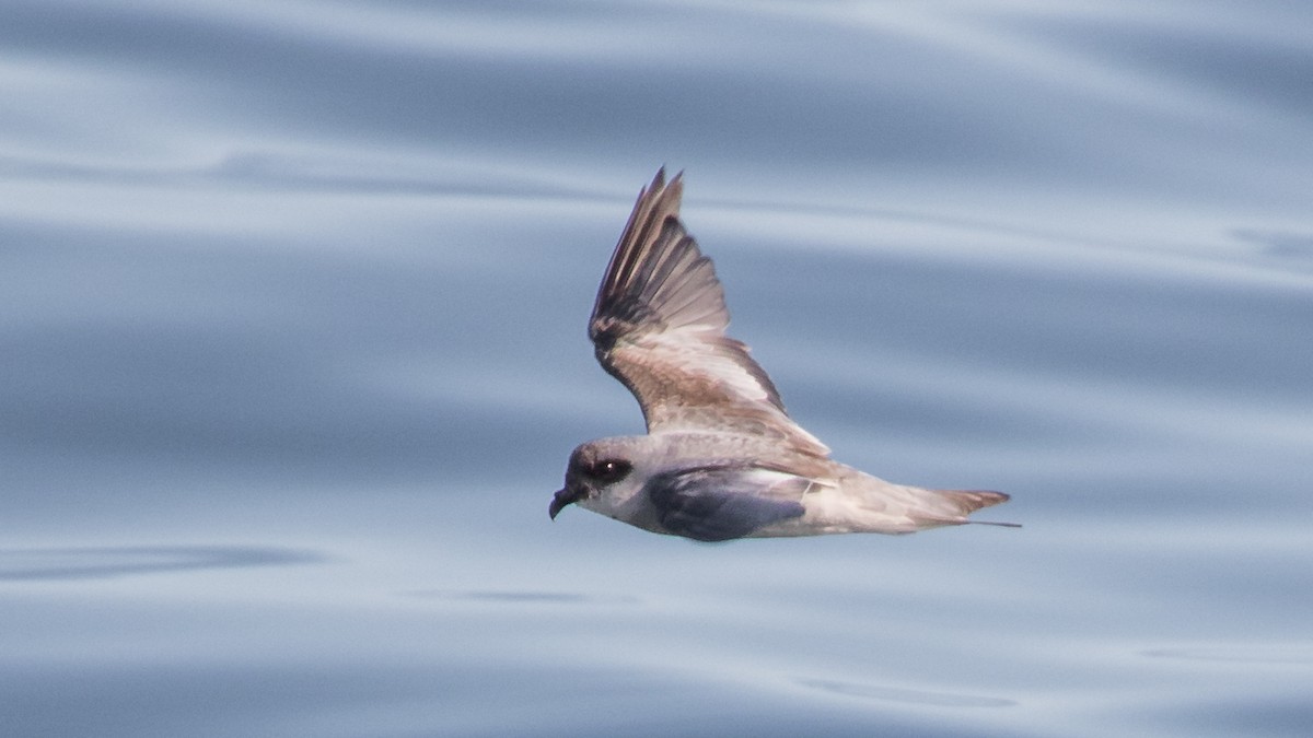 Fork-tailed Storm-Petrel - Eric Ellingson