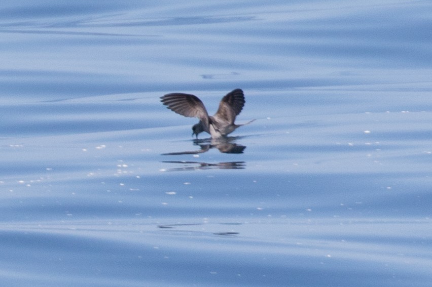 Fork-tailed Storm-Petrel - Eric Ellingson