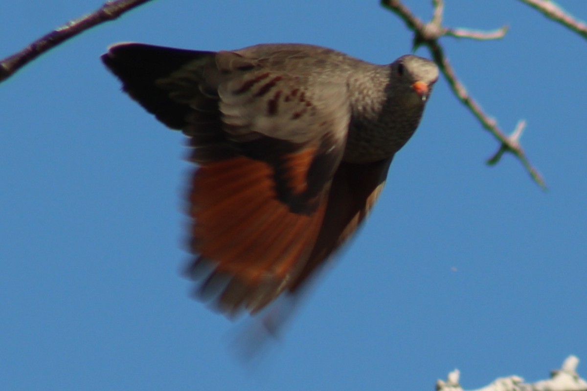 Common Ground Dove - ML170061801