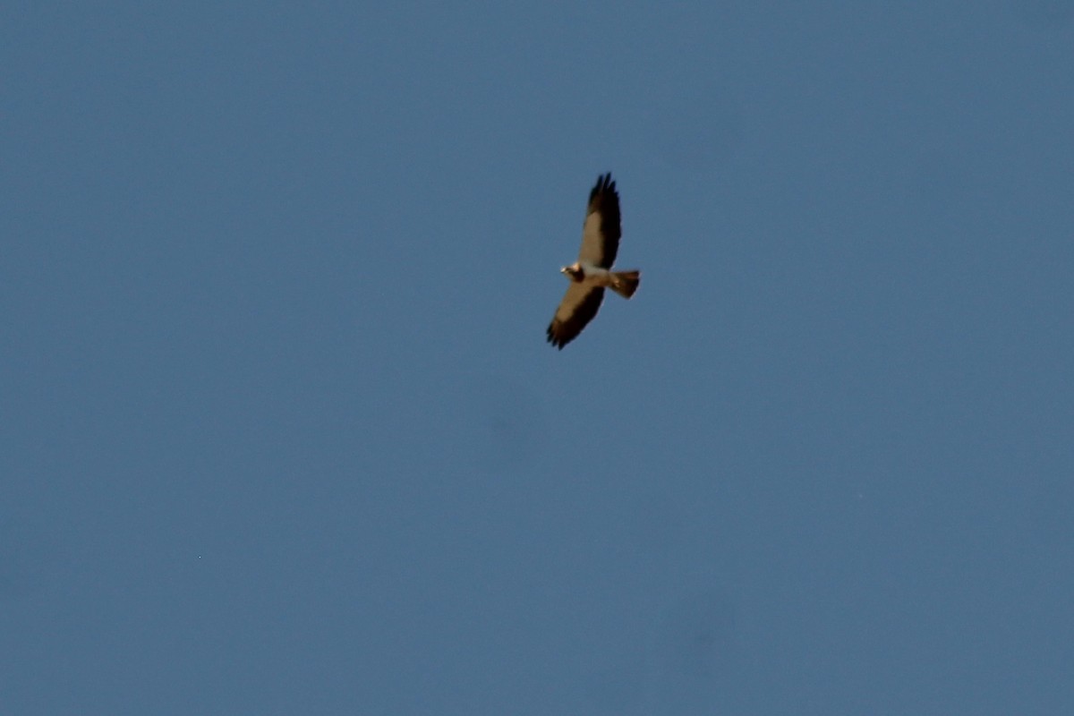 Swainson's Hawk - ML170062031