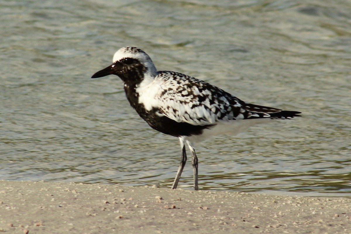 Black-bellied Plover - ML170062141