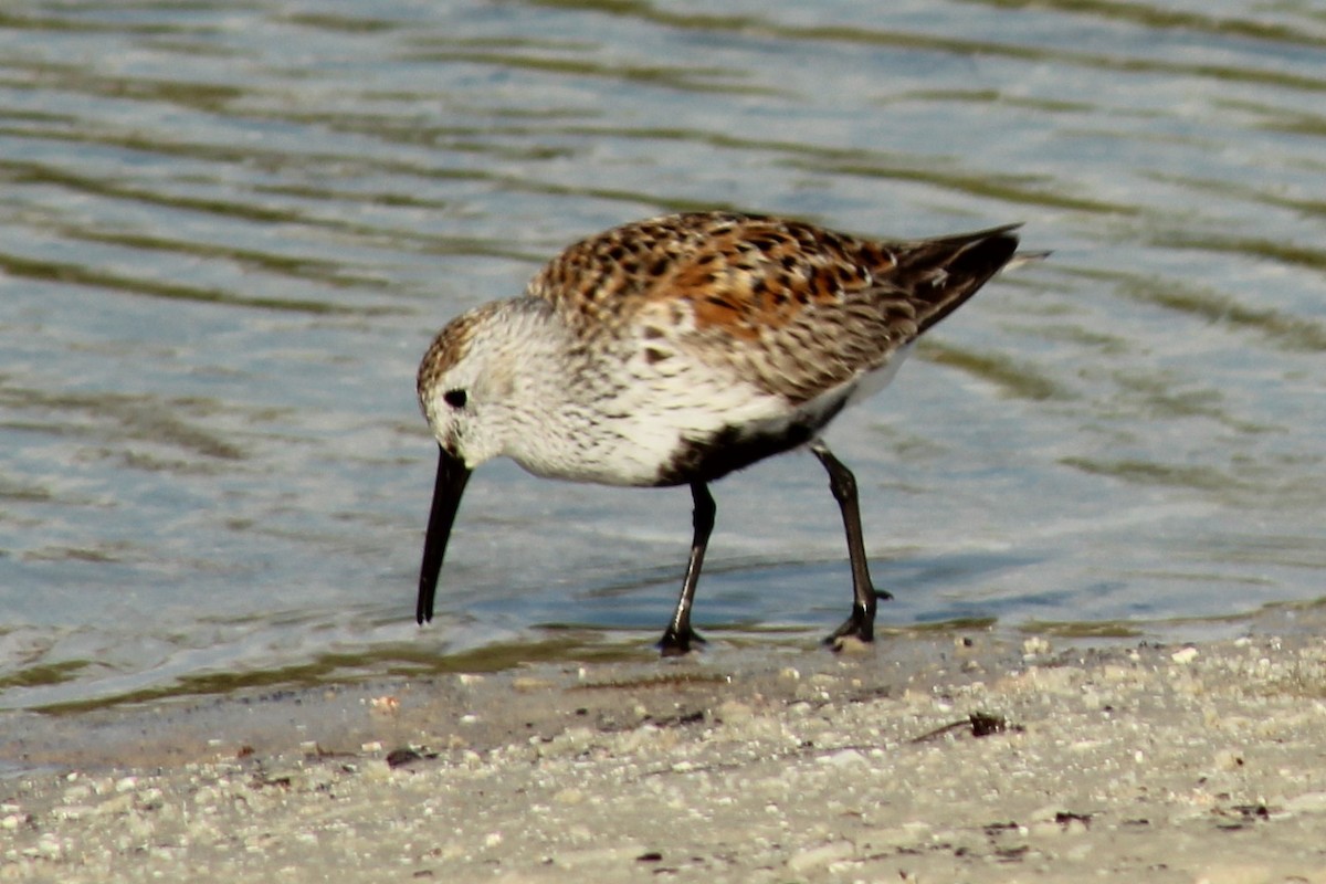 Alpenstrandläufer - ML170062371