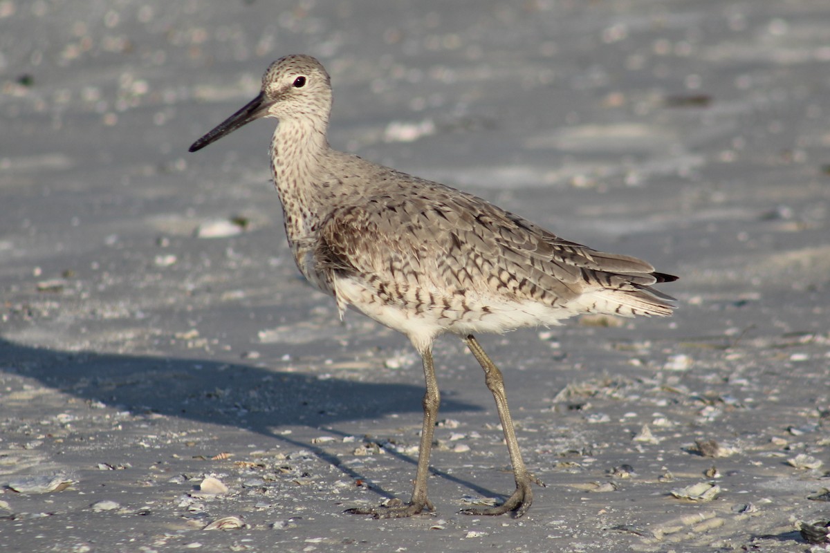 Willet - ML170063131