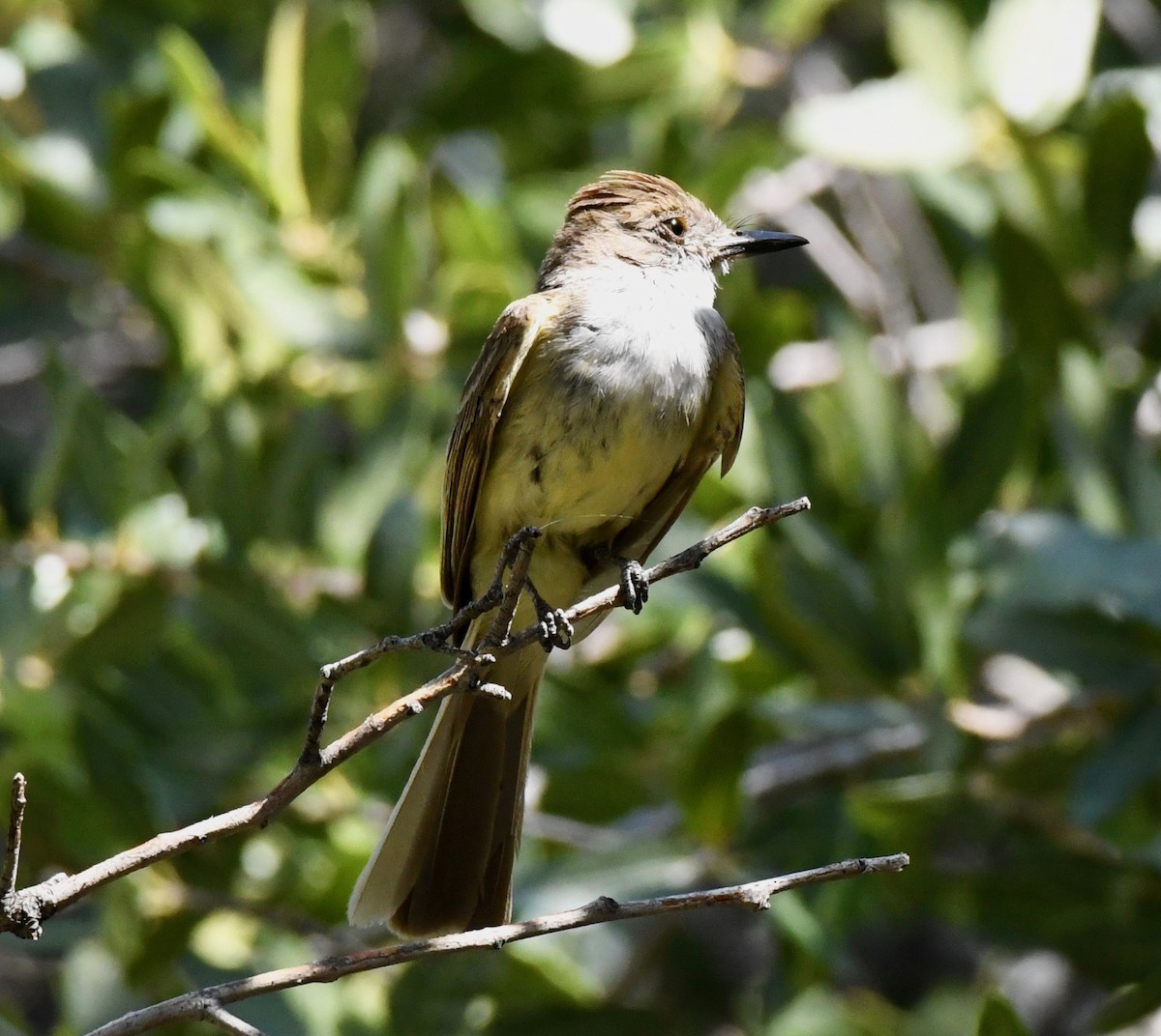 Dusky-capped Flycatcher - ML170067671