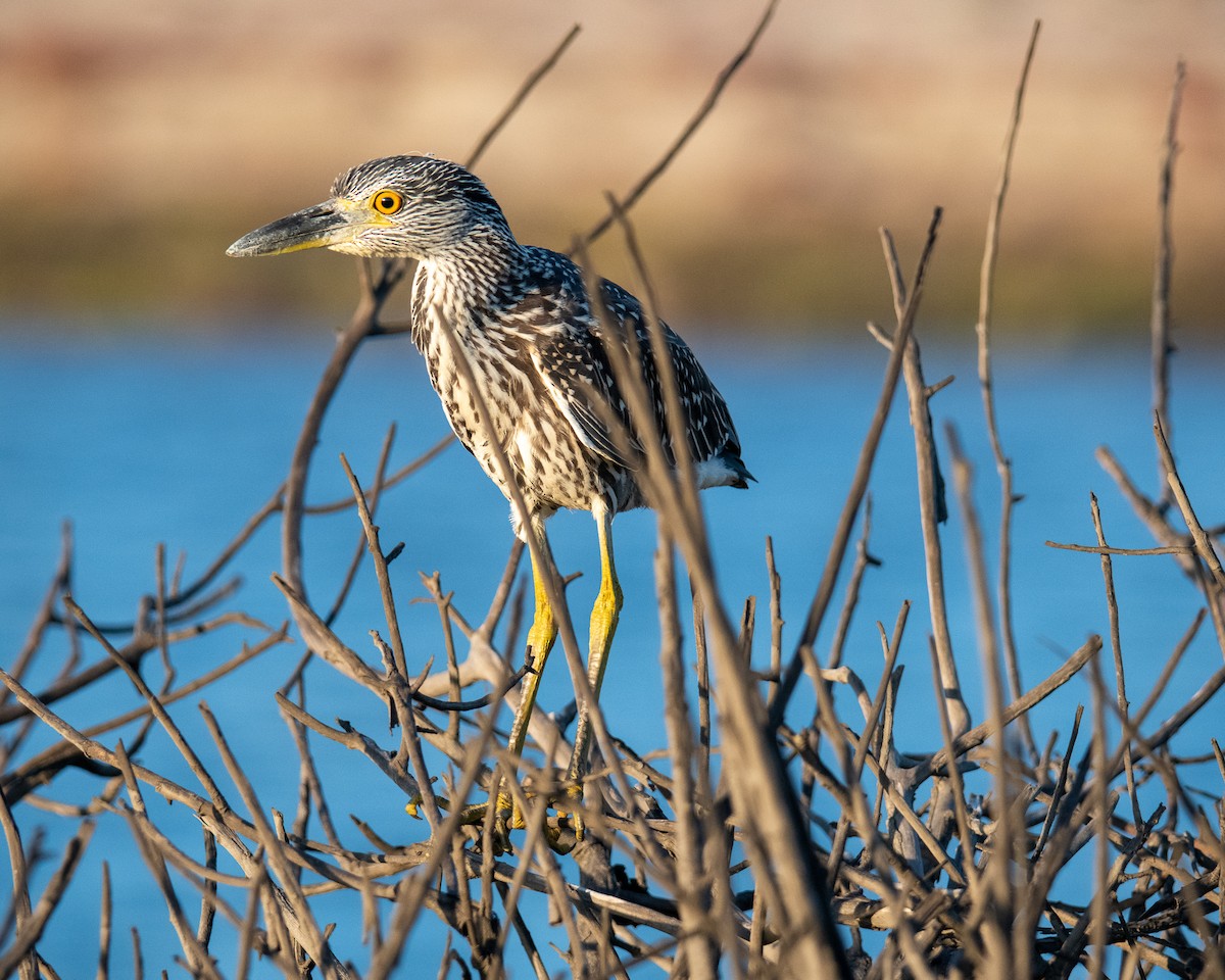 Yellow-crowned Night Heron - James McNamara