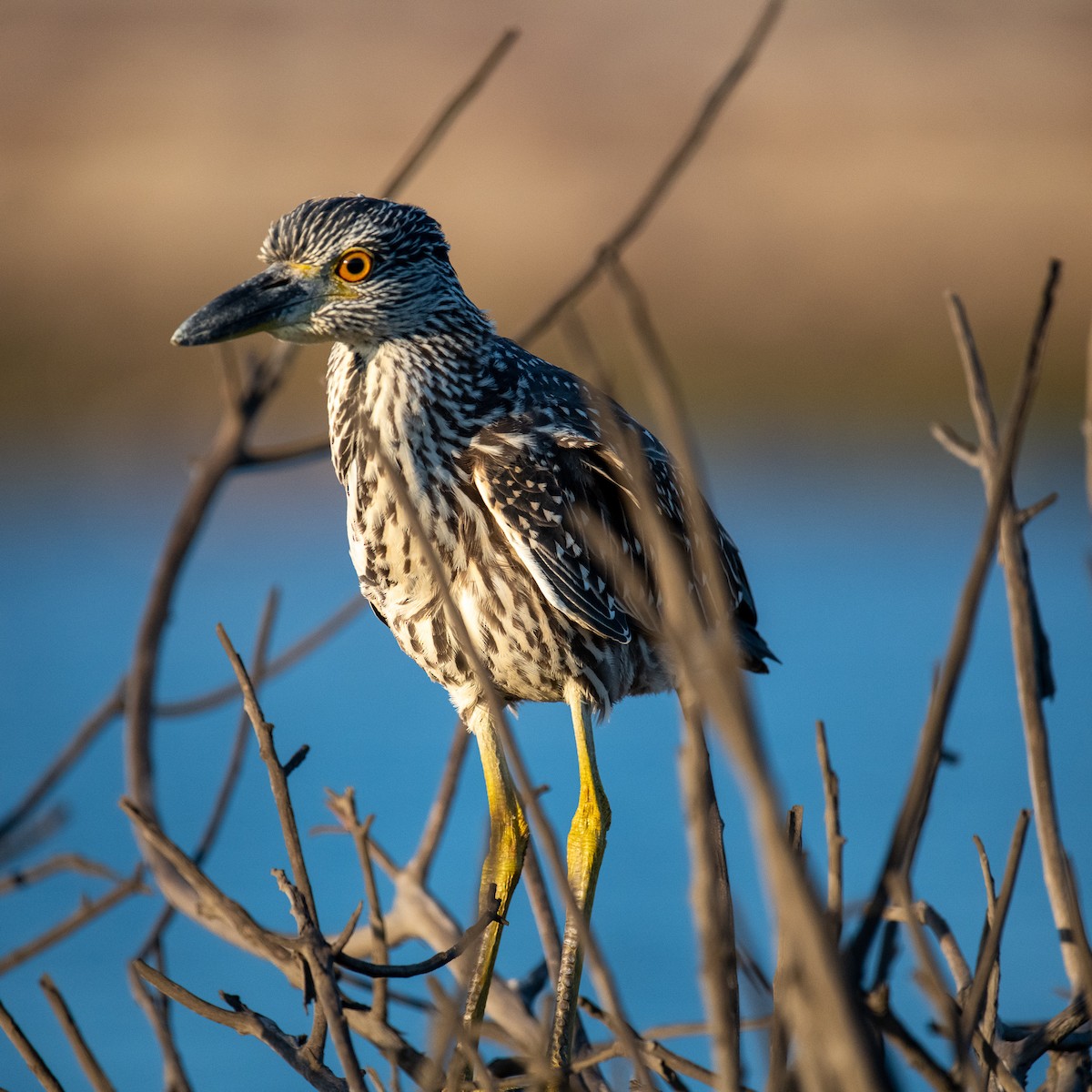 Yellow-crowned Night Heron - James McNamara