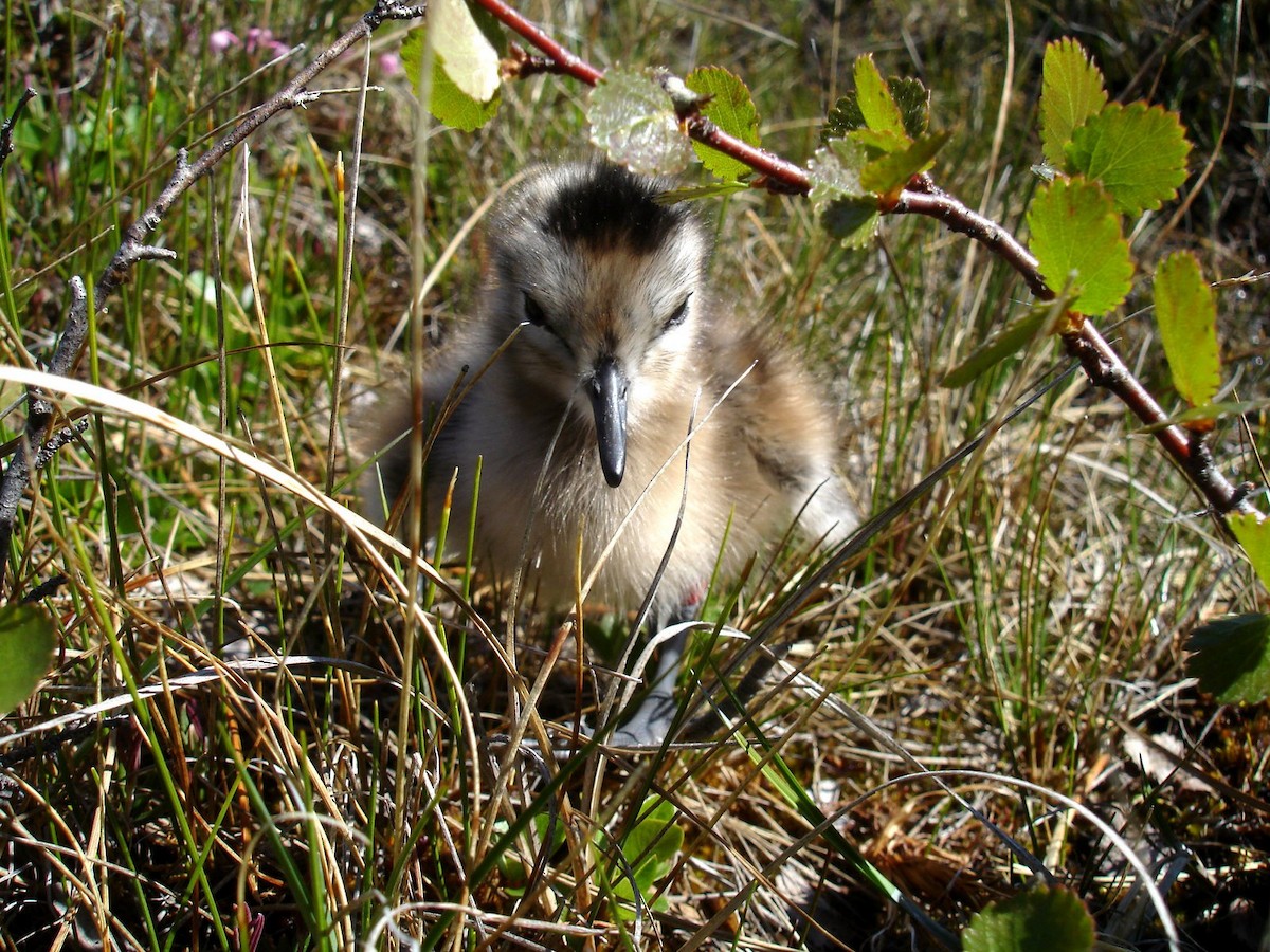 Hudsonian Godwit - Jay McGowan