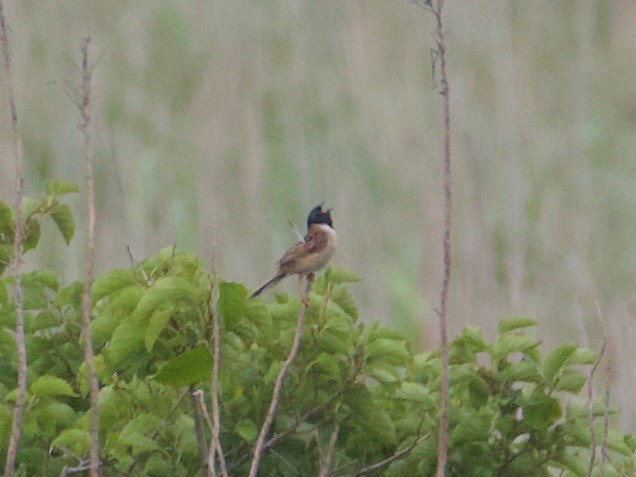 Ochre-rumped Bunting - Harumi Umi