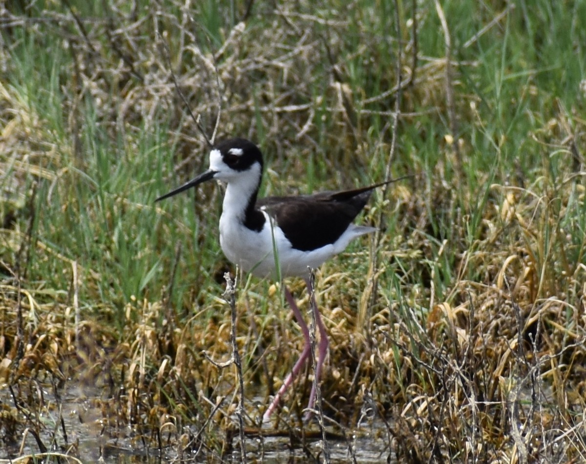 Cigüeñuela Cuellinegra - ML170075871