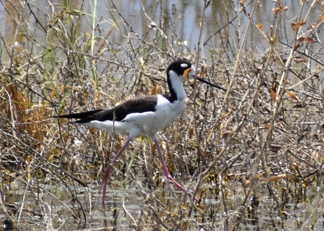 Cigüeñuela Cuellinegra - ML170075881