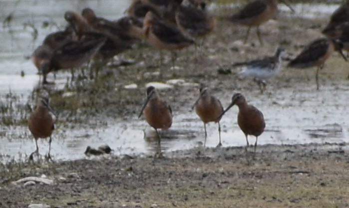 Long-billed Dowitcher - Kyle Fisher