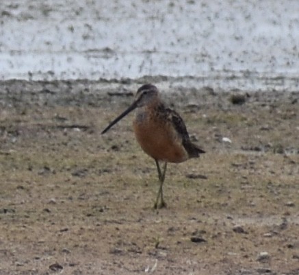 Long-billed Dowitcher - Kyle Fisher