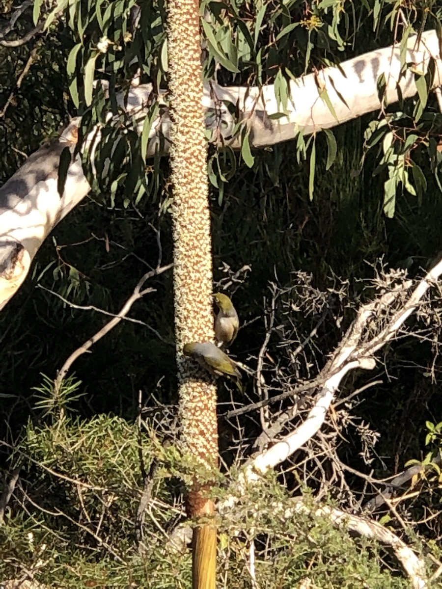 Silvereye - DS Ridley