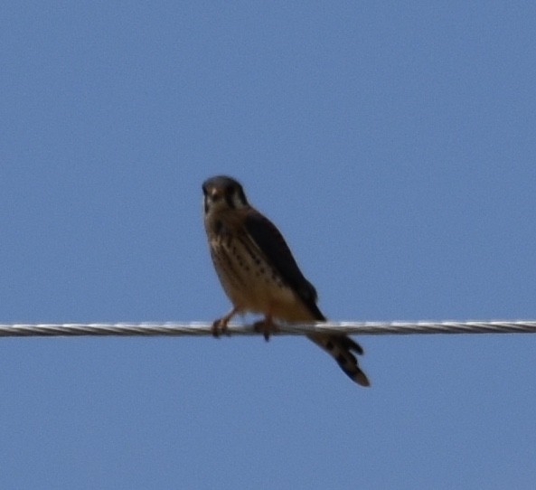 American Kestrel - Kyle Fisher