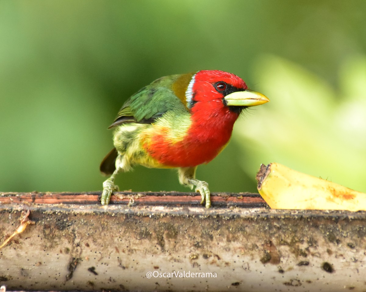 Red-headed Barbet - ML170078811