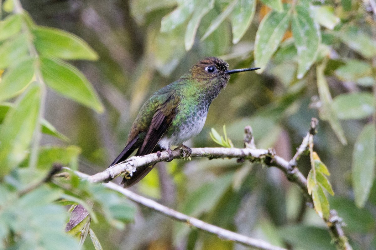 Greenish Puffleg - Diego Martinez Aguirre