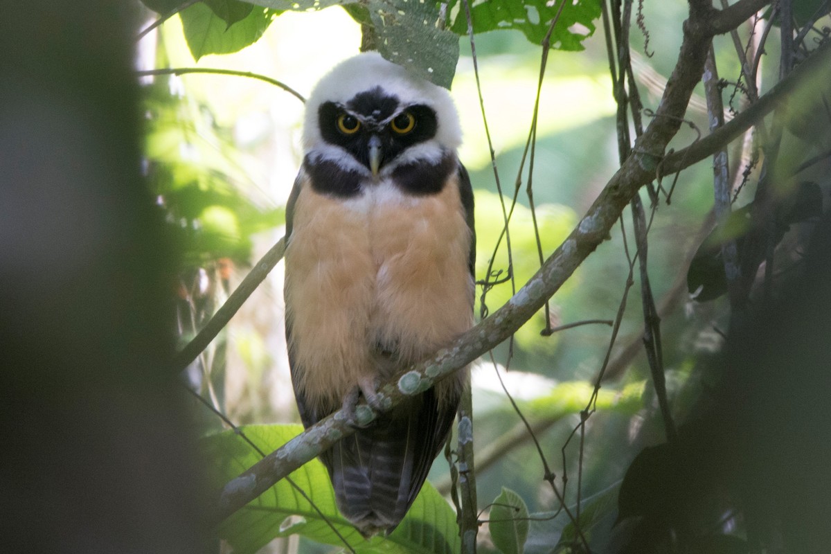 Spectacled Owl - Diego Martinez Aguirre