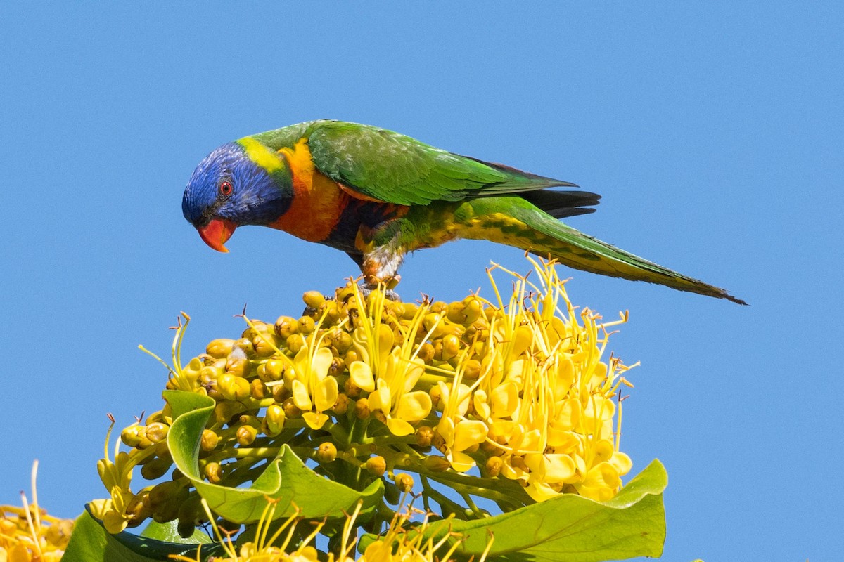 Rainbow Lorikeet - ML170085511