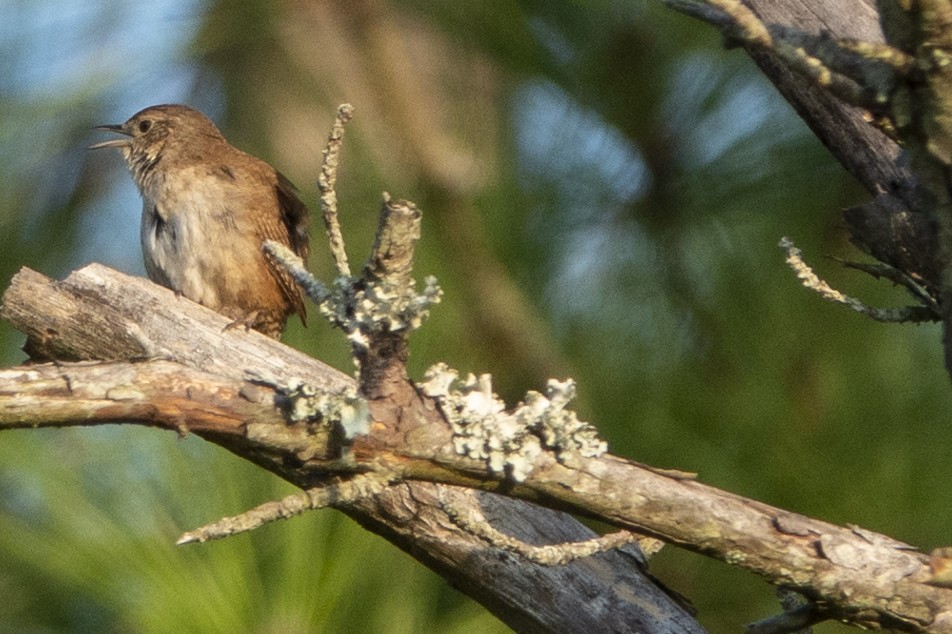 Northern House Wren - ML170086341
