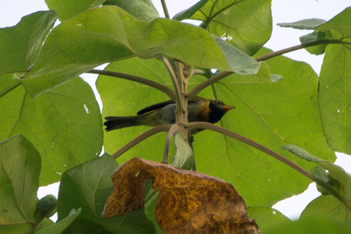 Guira Tanager - Diego Martinez Aguirre