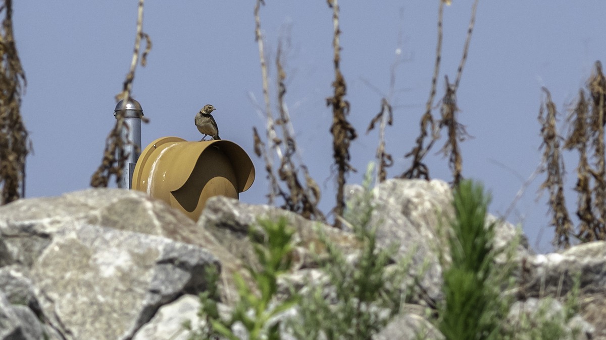 Horned Lark - Todd Kiraly