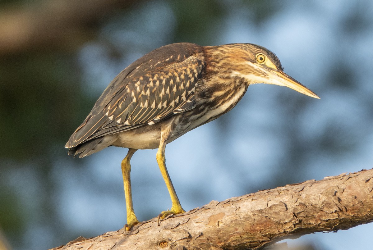 Green Heron - ML170087631