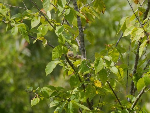 Prairie Warbler - ML170089351