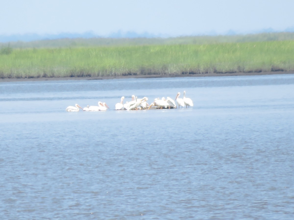 American White Pelican - ML170089711