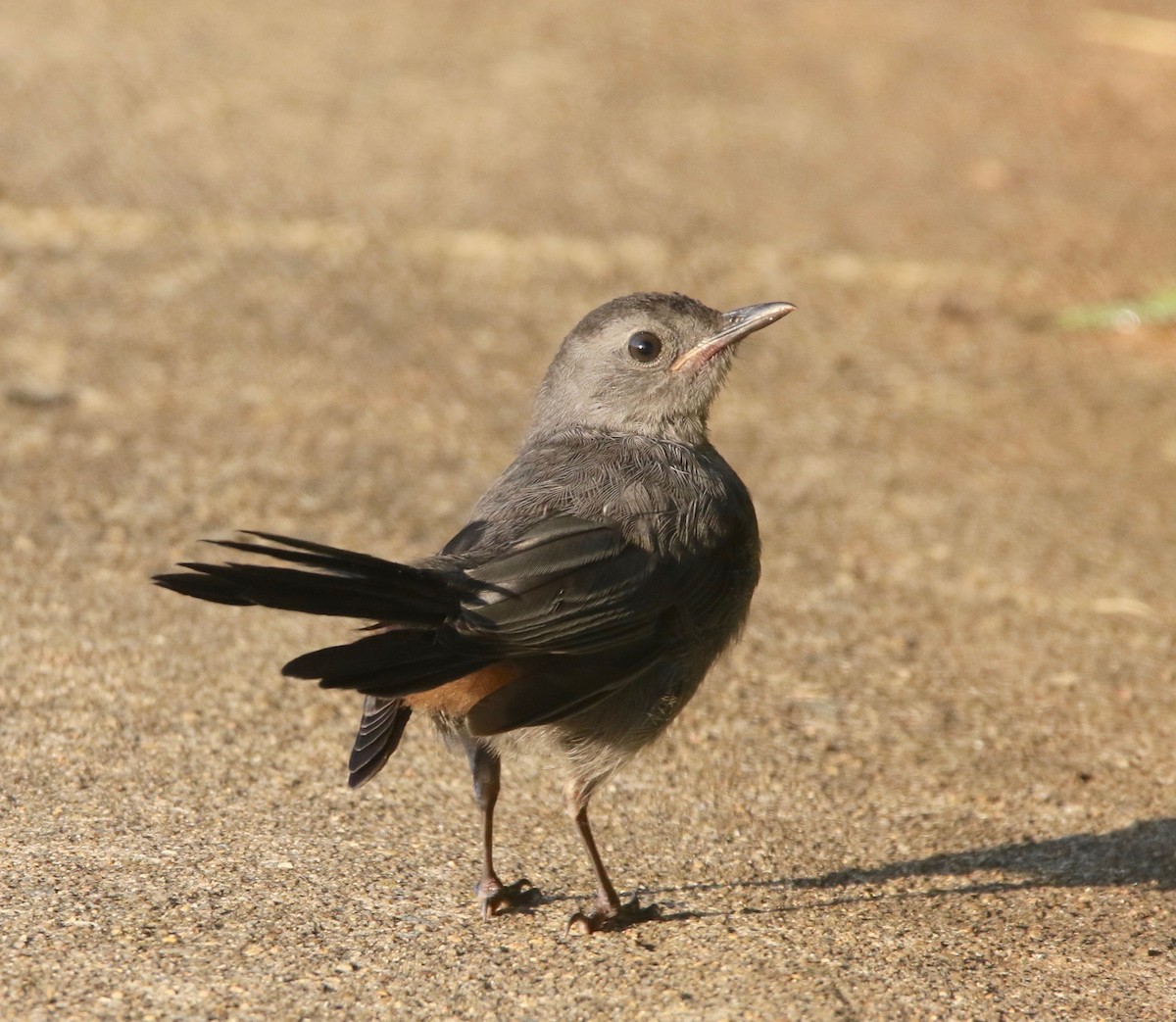 Gray Catbird - ML170091991