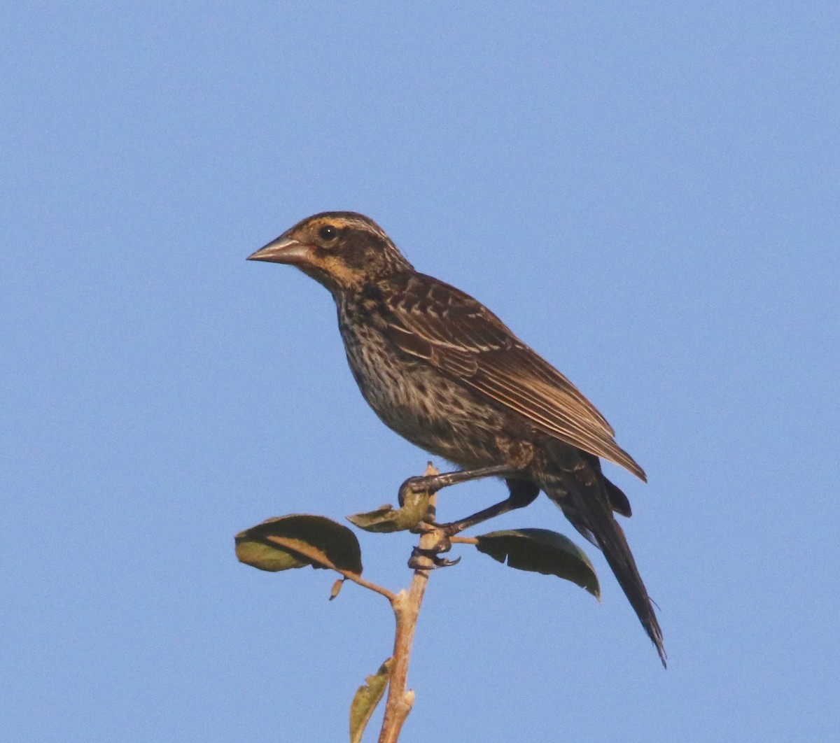 Red-winged Blackbird - ML170092091