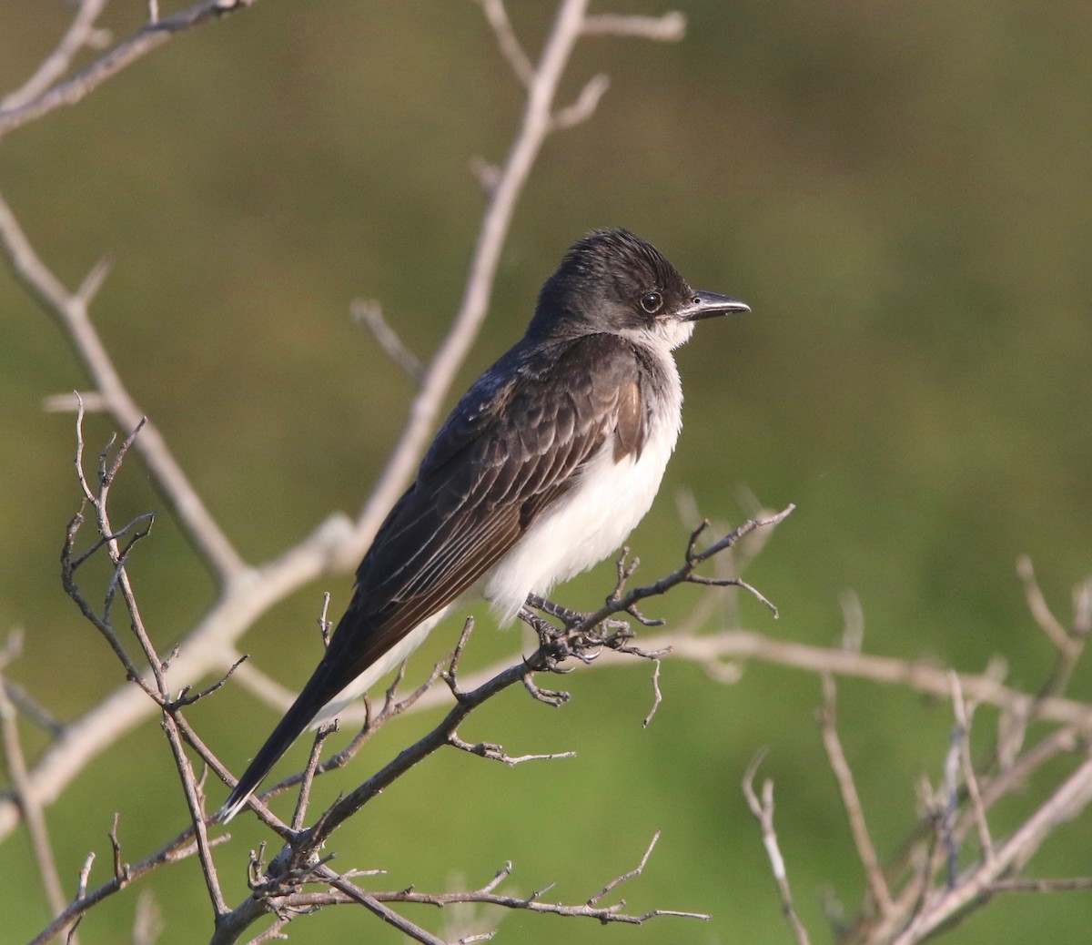 Eastern Kingbird - Pair of Wing-Nuts
