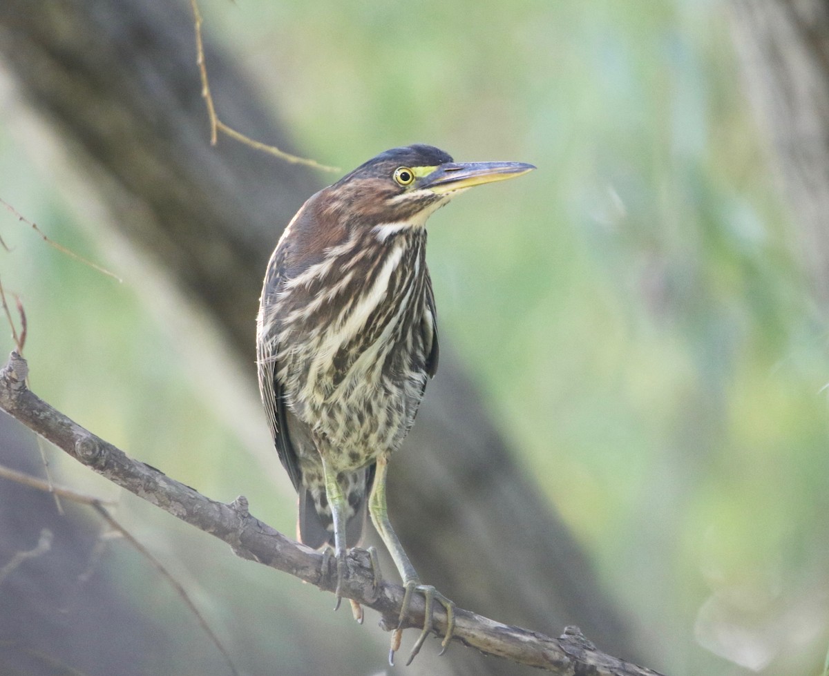 Green Heron - ML170094121