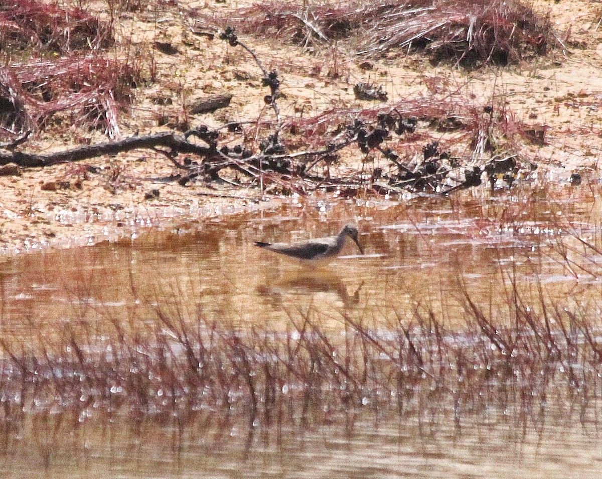 Solitary Sandpiper - ML170094561