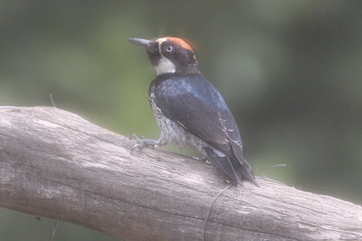 Acorn Woodpecker - Jodhan Fine