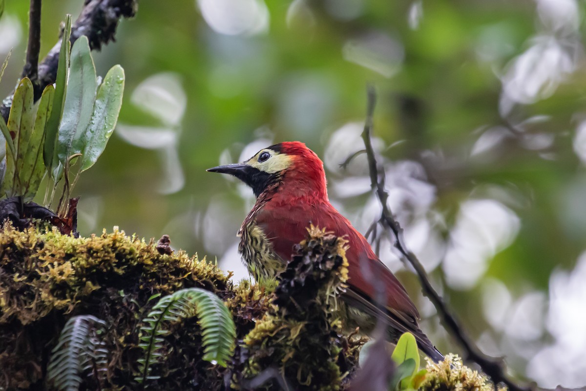 Crimson-mantled Woodpecker - ML170097201