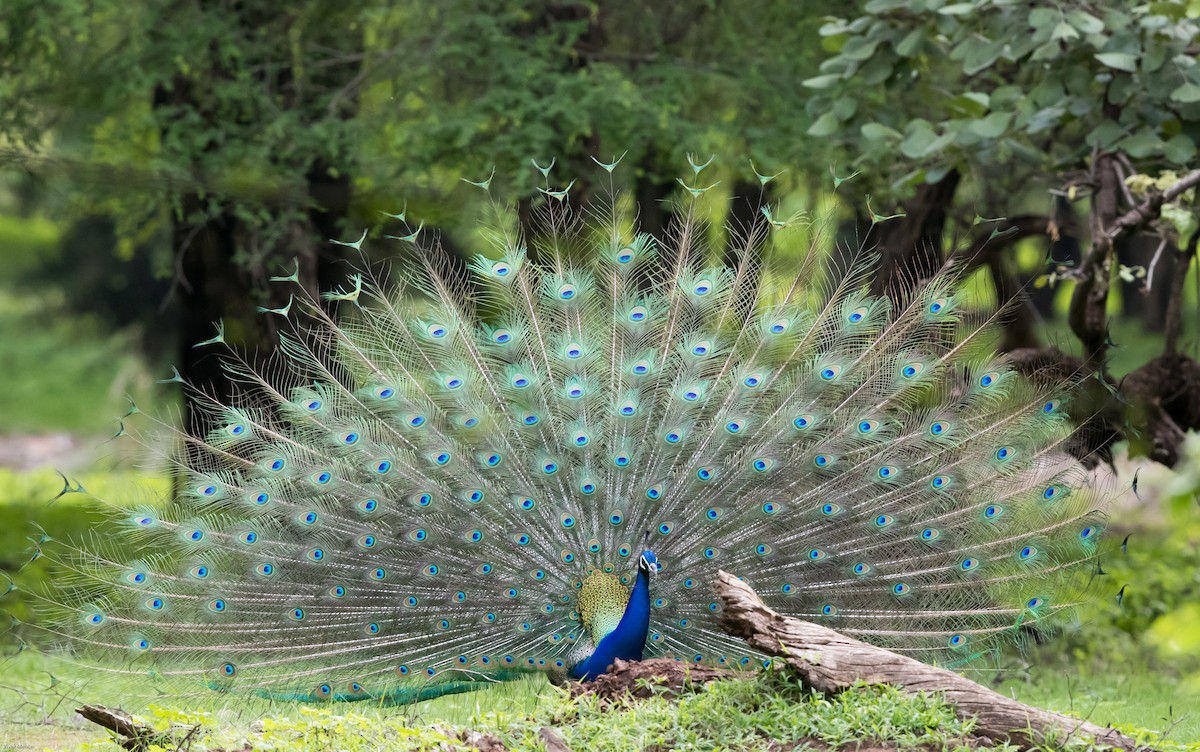 Indian Peafowl - Vivek Menon