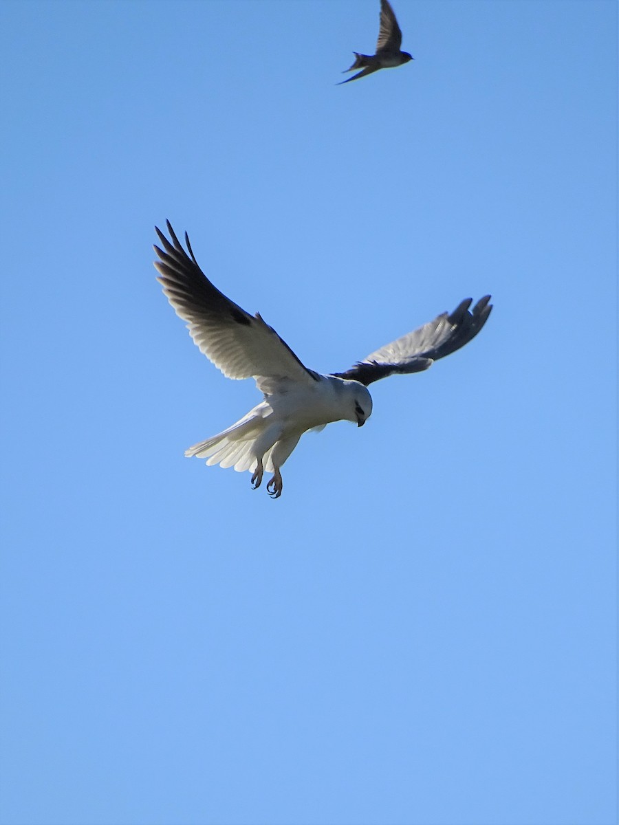 Black-shouldered Kite - Richard Murray