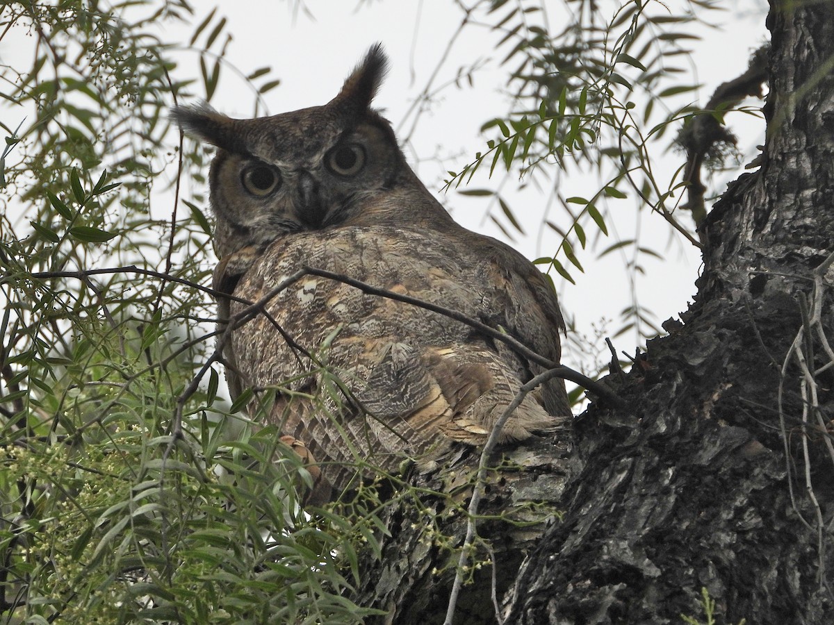 Great Horned Owl - ML170099861