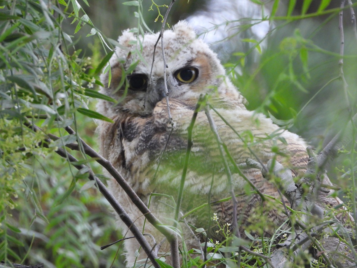 Great Horned Owl - ML170099871