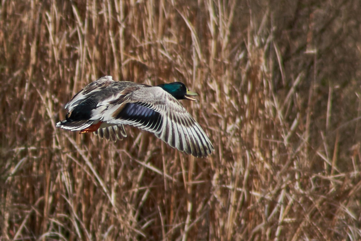 Mallard (Domestic type) - Sara Young