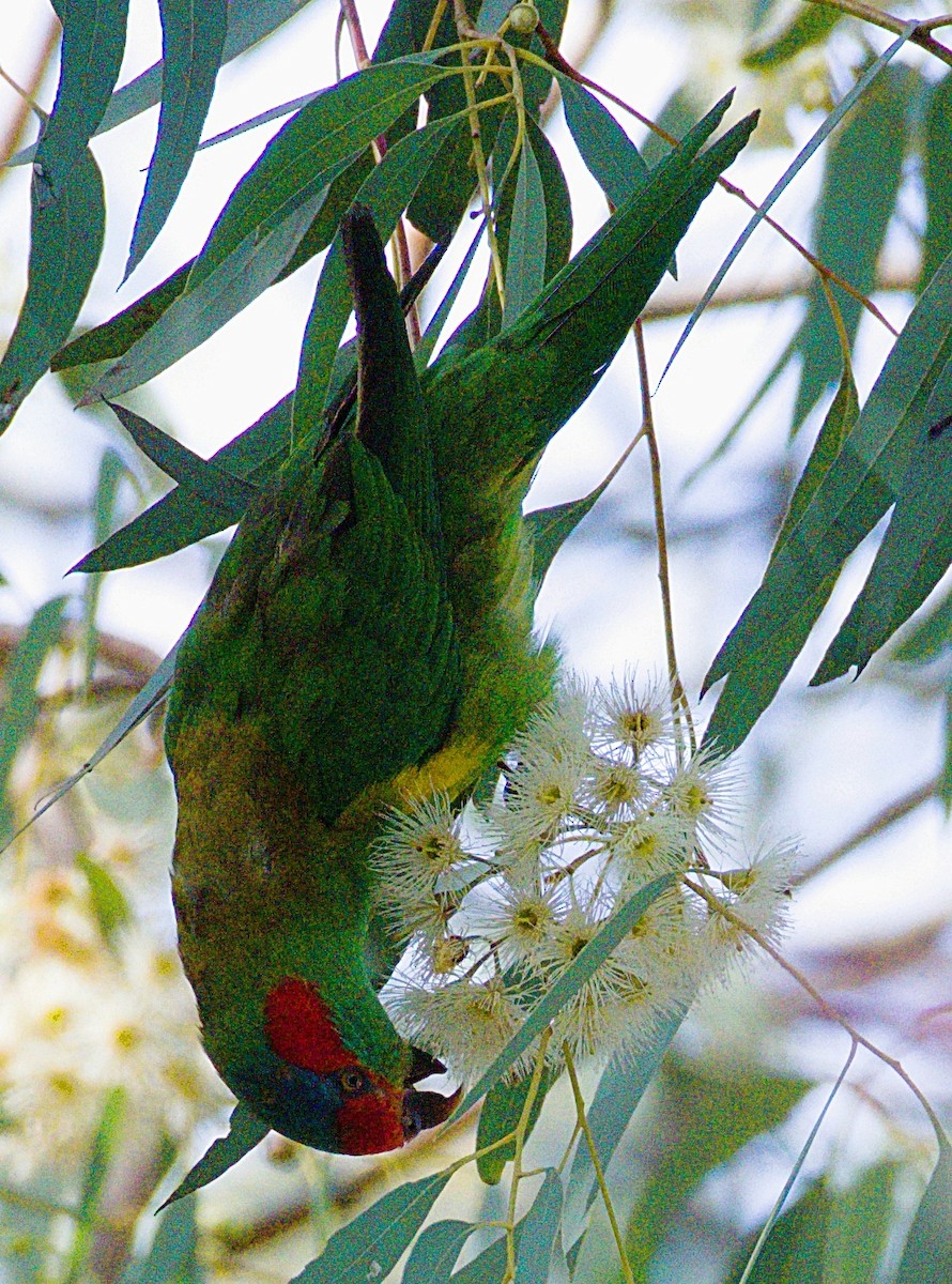 Musk Lorikeet - ML170101671