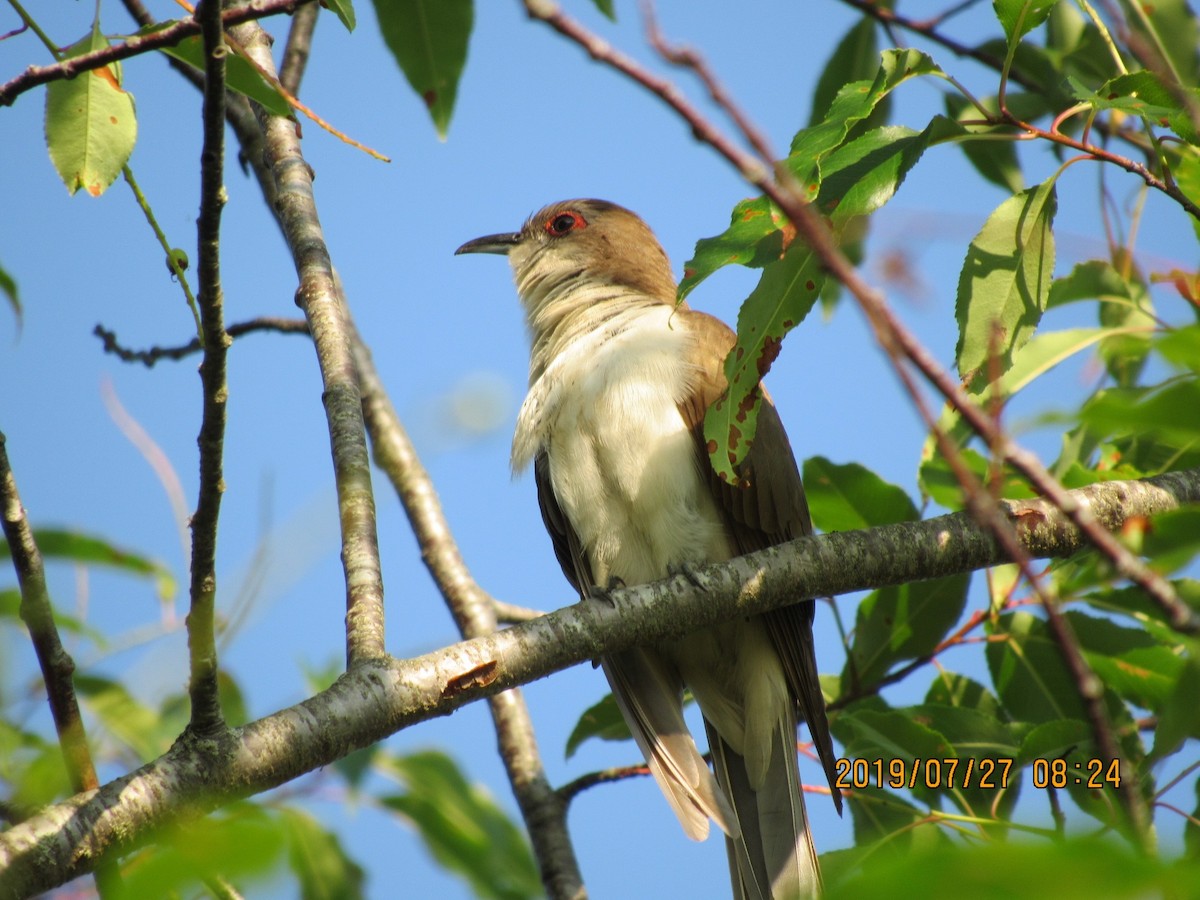 Black-billed Cuckoo - ML170102641