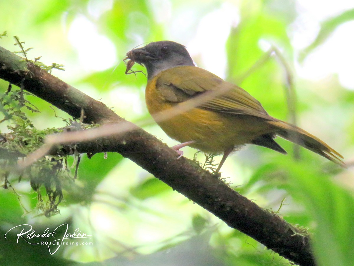 Gray-headed Tanager - Rolando Jordan