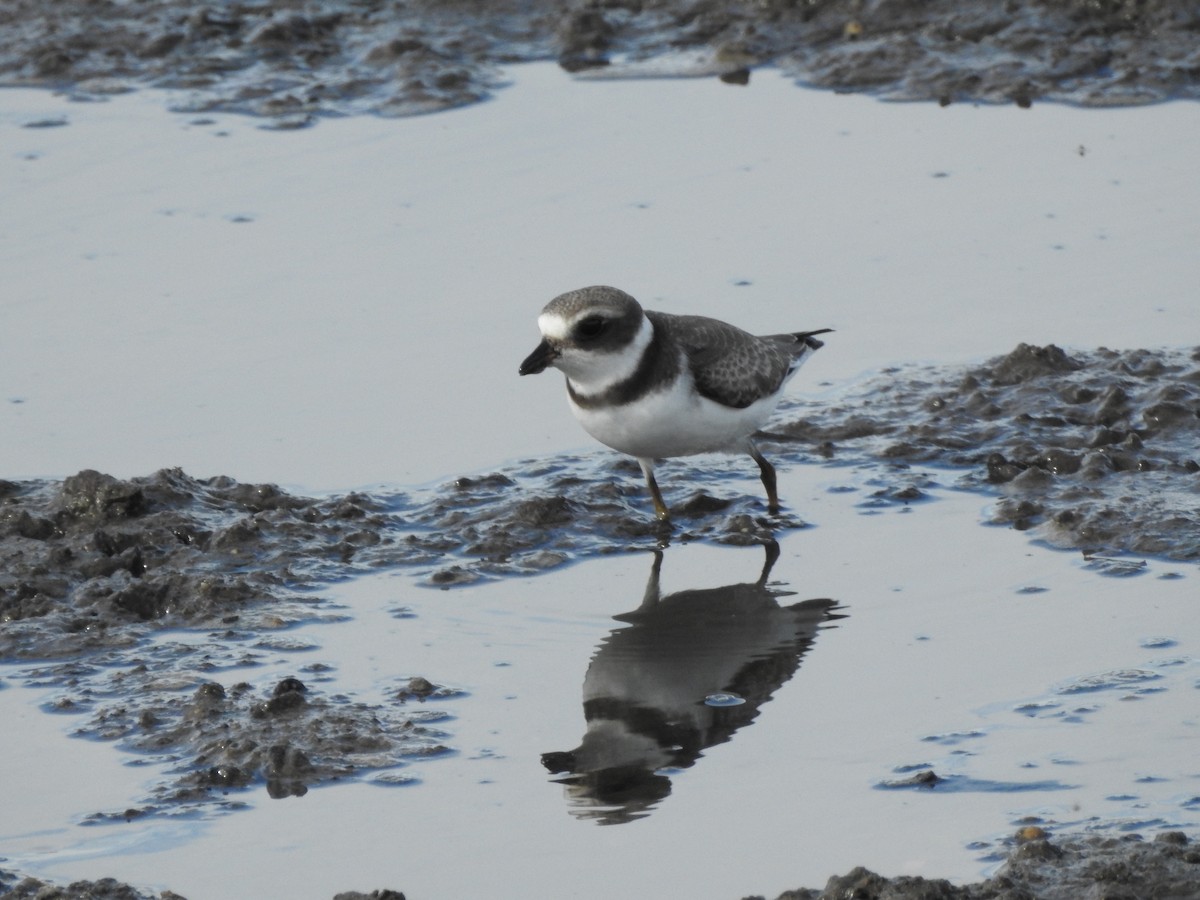 Semipalmated Plover - ML170102791