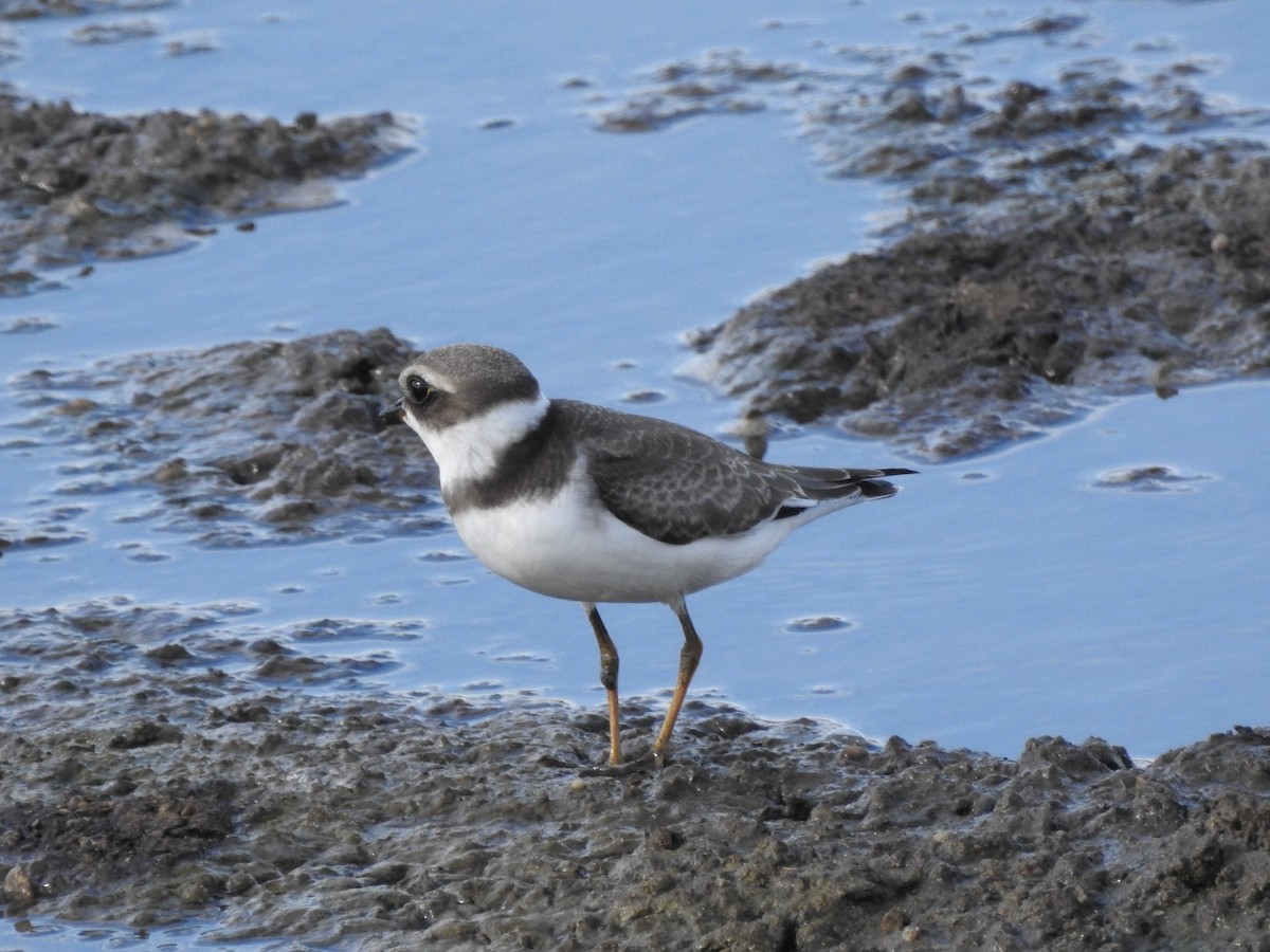 Semipalmated Plover - ML170102801