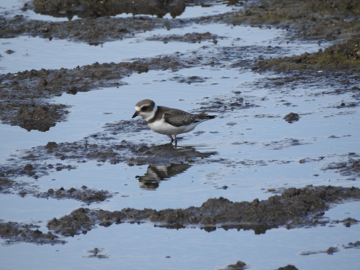 Semipalmated Plover - ML170102811