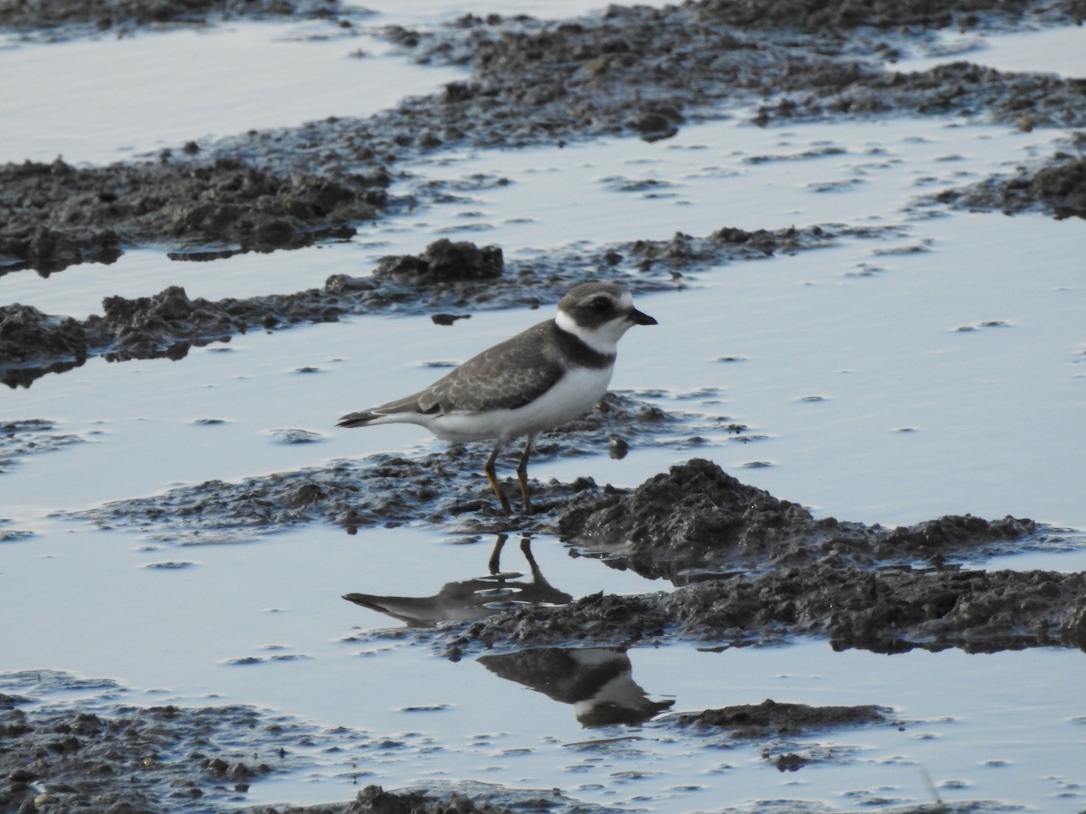 Semipalmated Plover - ML170102821
